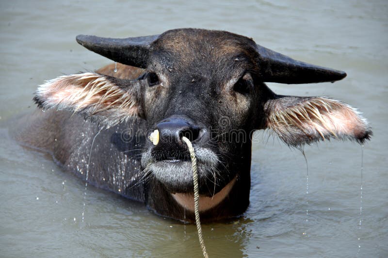 Pengzhou, Chine : Buffalo d'eau image libre de droits Pengzhou, Chine : Buffalo d'eau image libre de droits