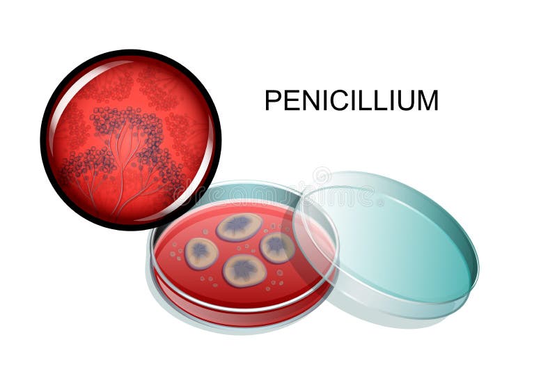 Penicillin mold, in a Petri dish and under a microscope