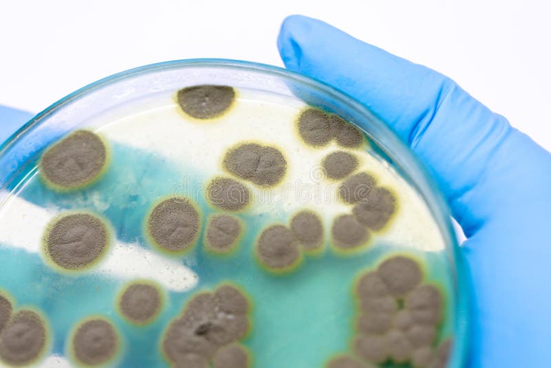 Penicillium, ascomycetous petri στο πιάτο για καλά ως παραγωγή τροφίμων και φαρμάκων στοκ εικόνες Penicillium, ascomycetous petri στο πιάτο για καλά ως παραγωγή τροφίμων και φαρμάκων στοκ εικόνες