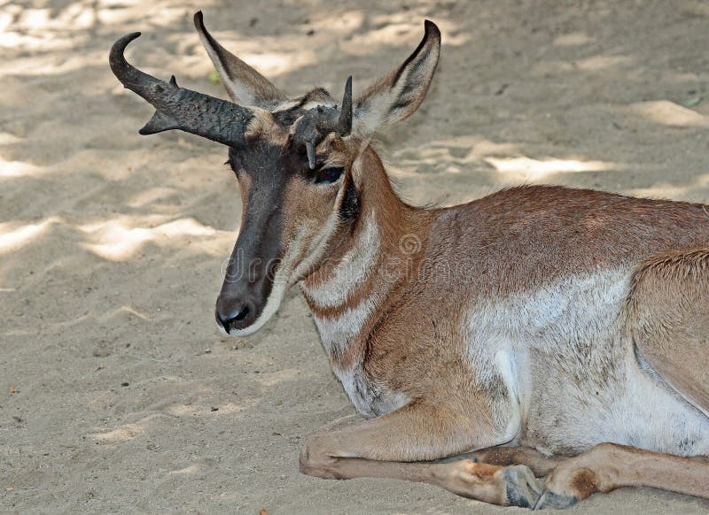 Peninsular Pronghorn