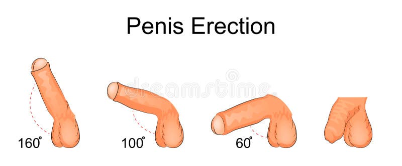 w człowieku penis jest skręcony z erekcją