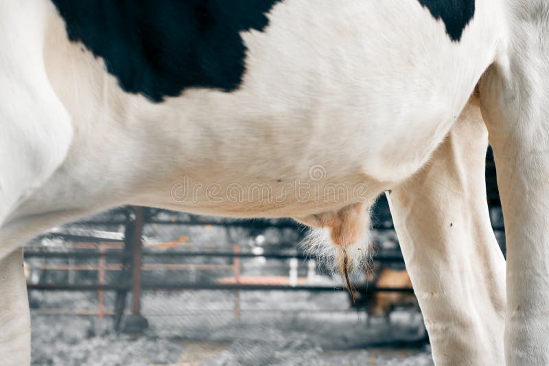 Penis and testis of cow for agriculture. 