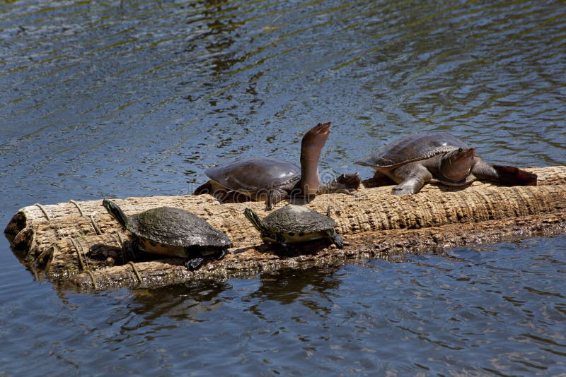 Penisula & Florida Softshell Turtles stock images