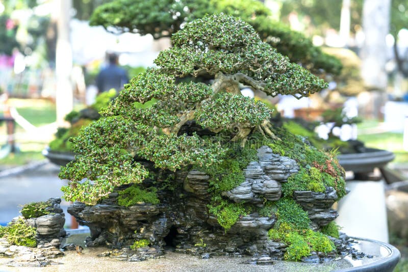 Penjing miniature in a tray