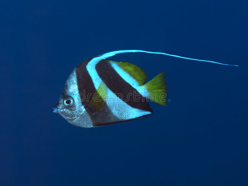 Pennant coralfish