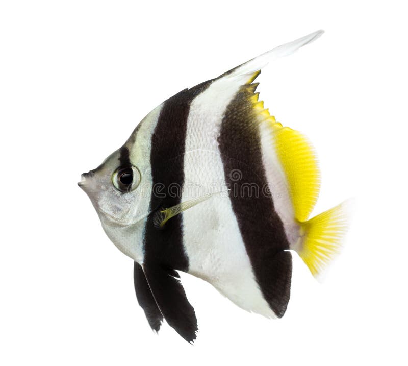 Pennant Coralfish, Heniochus acuminatus