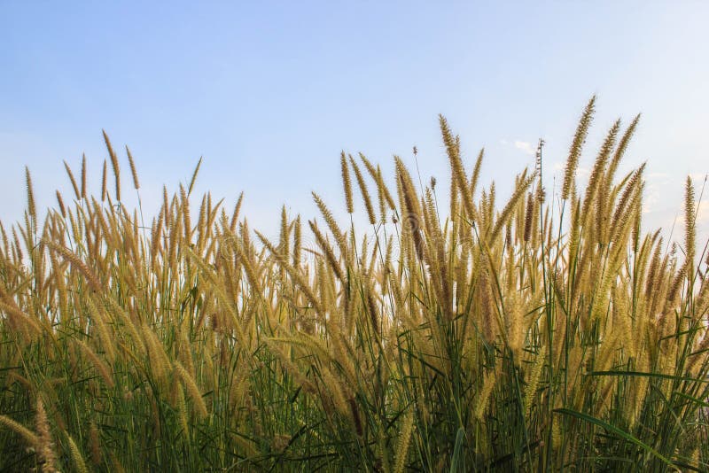 Pennisetum della piuma del paesaggio o erba di missione fotografia stock libera da diritti Pennisetum della piuma del paesaggio o erba di missione fotografia stock libera da diritti