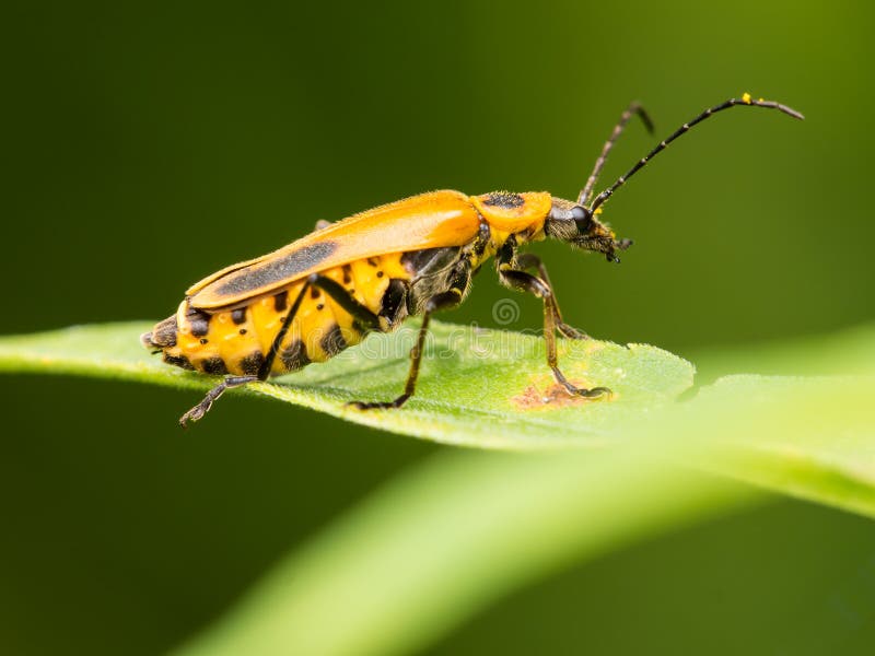 Pennsylvania Leatherwing Beetle Stock Photo Image of life, macro