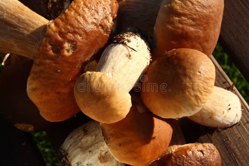 Penny bun - boletus edulis