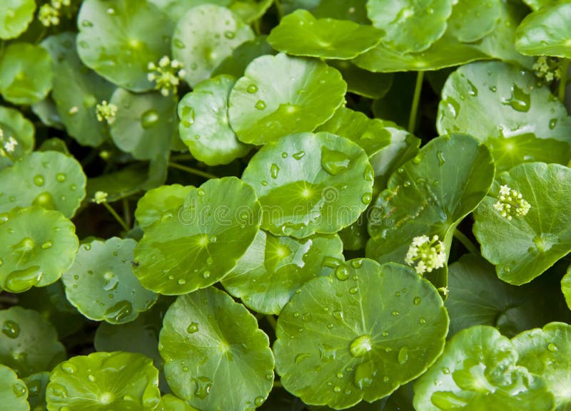 Pennywort asiático fotografia de stock Pennywort asiático fotografia de stock