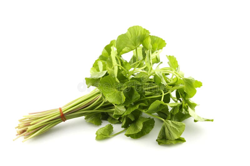 Asiatic Pennywort (Centella asiatica (Linn.) Urban.) on white background. Asiatic Pennywort (Centella asiatica (Linn.) Urban.) on white background