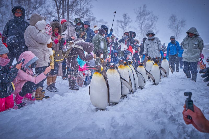 Penquin Walked While People Take A Photo To Them In Winter Editorial Photo Image Of Mobile Street Penquin Walked While People Take A Photo To Them In Winter Editorial Photo Image Of Mobile Street