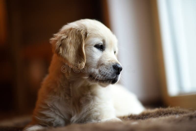 Pensamento pequeno bonito do cachorrinho do golden retriever fotos de stock Pensamento pequeno bonito do cachorrinho do golden retriever fotos de stock