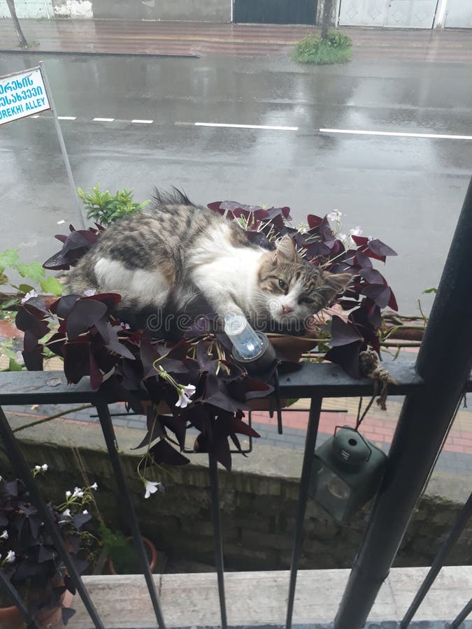 Pensei que a florista dona de casa a acordava imagem de stock royalty free