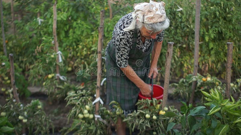 Pensionären sköter hans trädgård En kvinna skördar en tomat i en stor röd hink bruka som är organiskt
