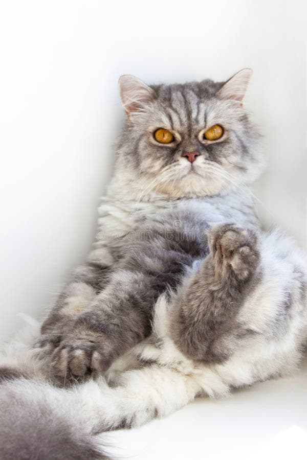 Funny cat. Cat on the window royalty free stock image Funny cat. Cat on the window royalty free stock image