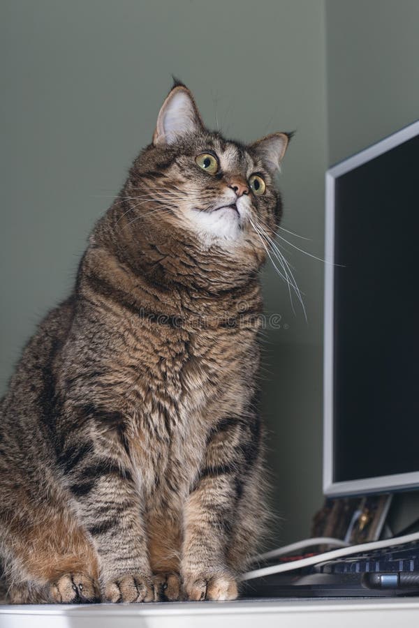 pensive-cat-sits-table-computer-keyboard