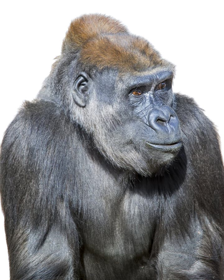 Pensive Gorilla stock image. Image of moody, white, thoughtful - 49392901