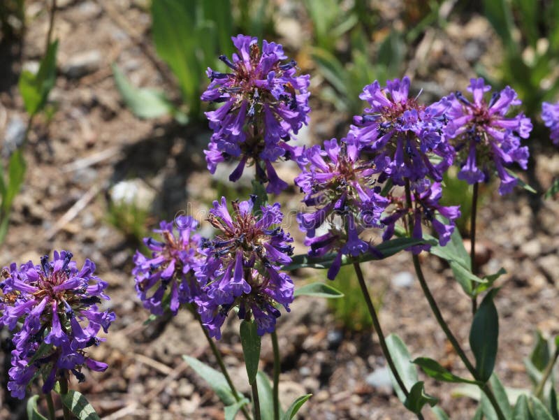 Penstemon De petite taille-fleuri image stock Penstemon De petite taille-fleuri image stock