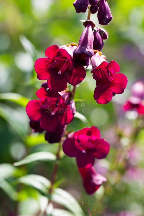 Penstemon , Rich Ruby, Hartwegs Bartfaden royalty free stock photography