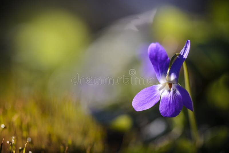 Penséblomma som isoleras på oskarp bakgrund arkivbilder Penséblomma som isoleras på oskarp bakgrund arkivbilder