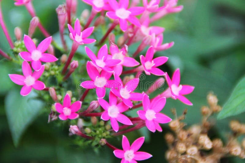 Pentas Lanceolata obrazy stock Pentas Lanceolata obrazy stock