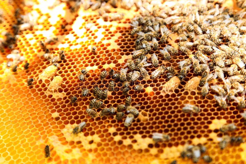 Pente de mel dourado com abelhas imagens de stock