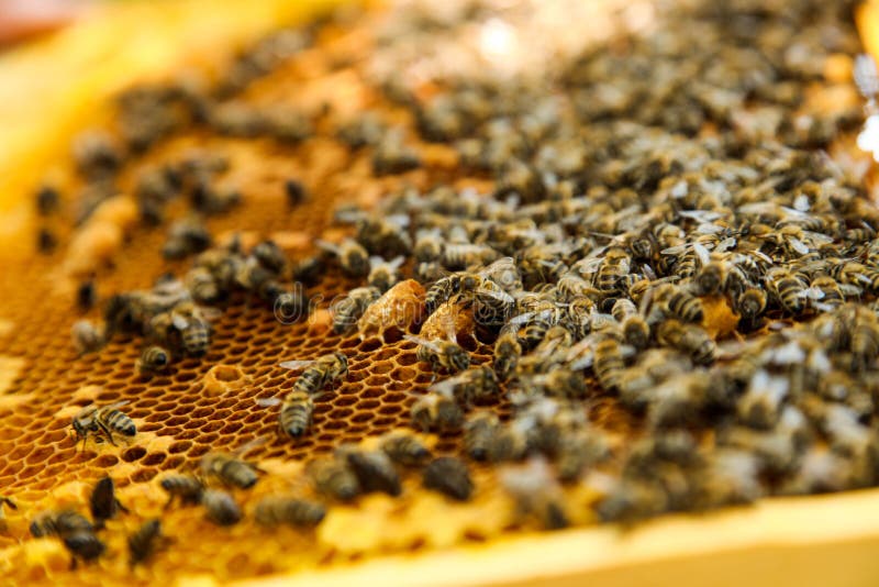 Pente de mel dourado com abelhas imagens de stock royalty free