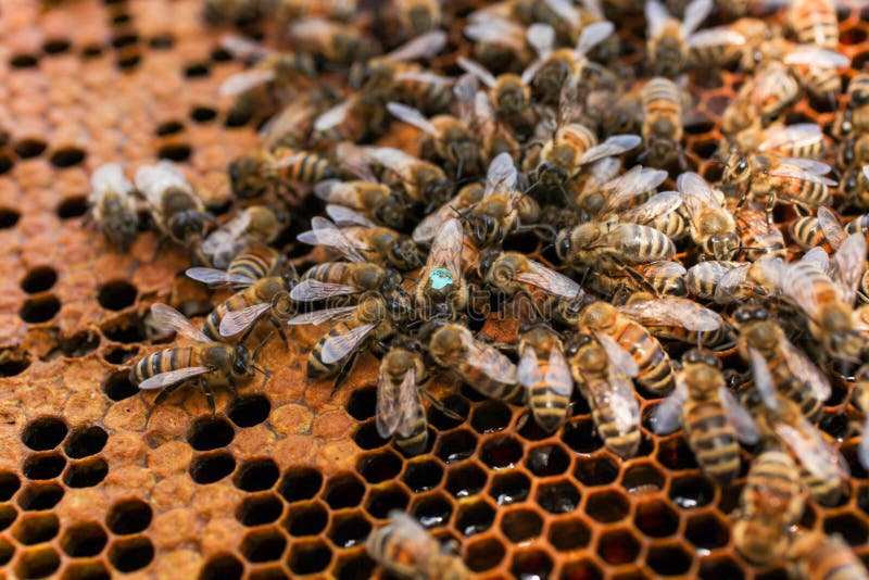 Pente de mel dourado com abelhas imagens de stock