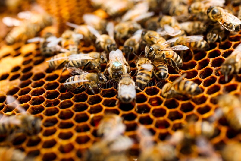 Pente de mel dourado com abelhas fotos de stock