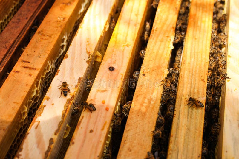 Pente de mel dourado com abelhas fotografia de stock