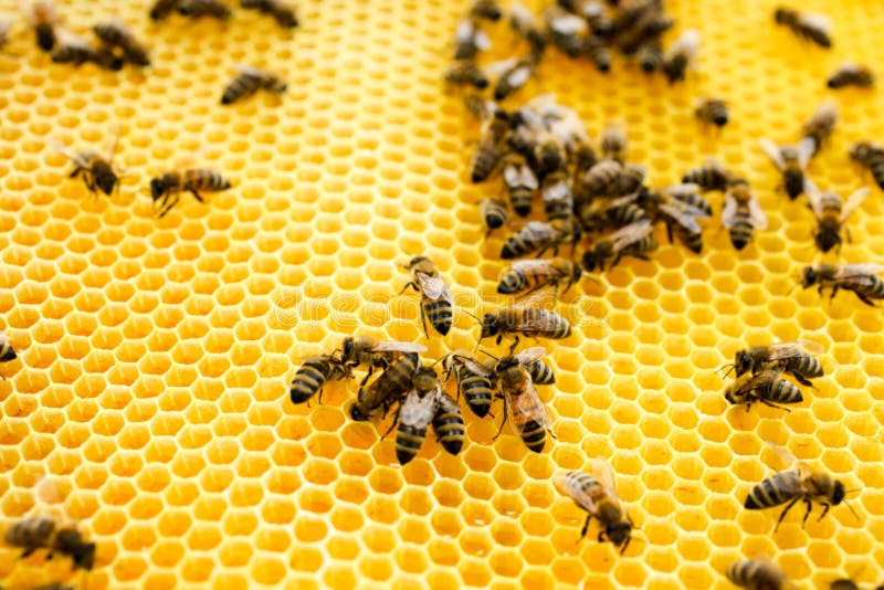 Pente de mel dourado com abelhas fotografia de stock royalty free