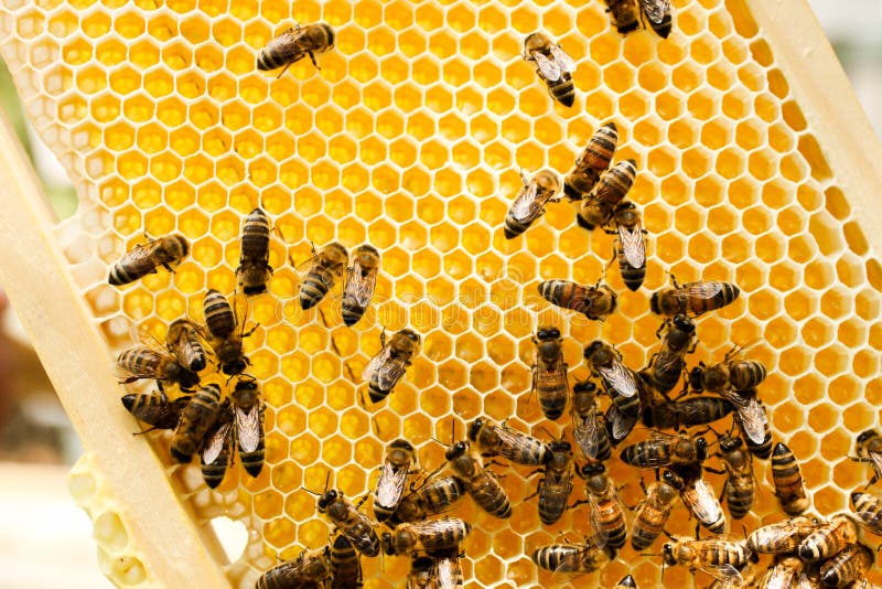 Pente de mel dourado com abelhas imagem de stock