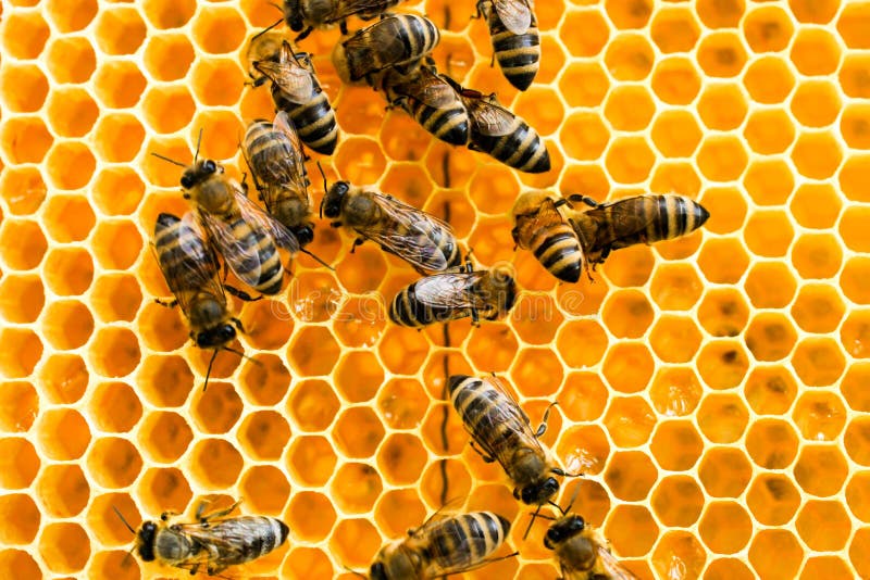 Pente de mel dourado com abelhas foto de stock royalty free