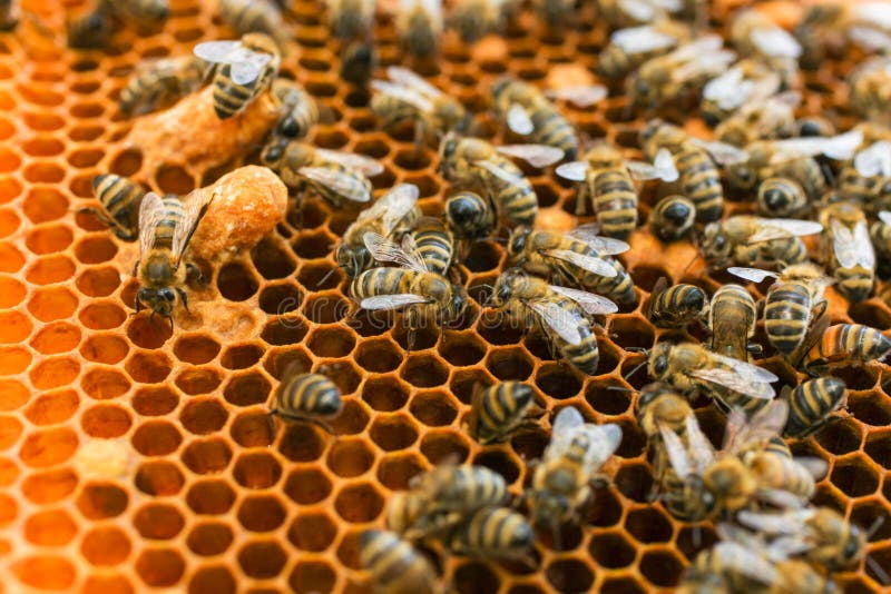 Pente de mel dourado com abelhas imagens de stock royalty free