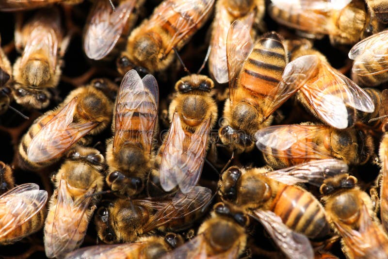 Pente de mel dourado com abelhas fotos de stock