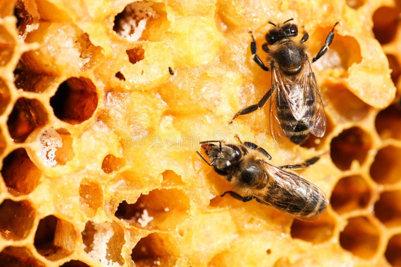 Pente de mel dourado com abelhas imagens de stock royalty free
