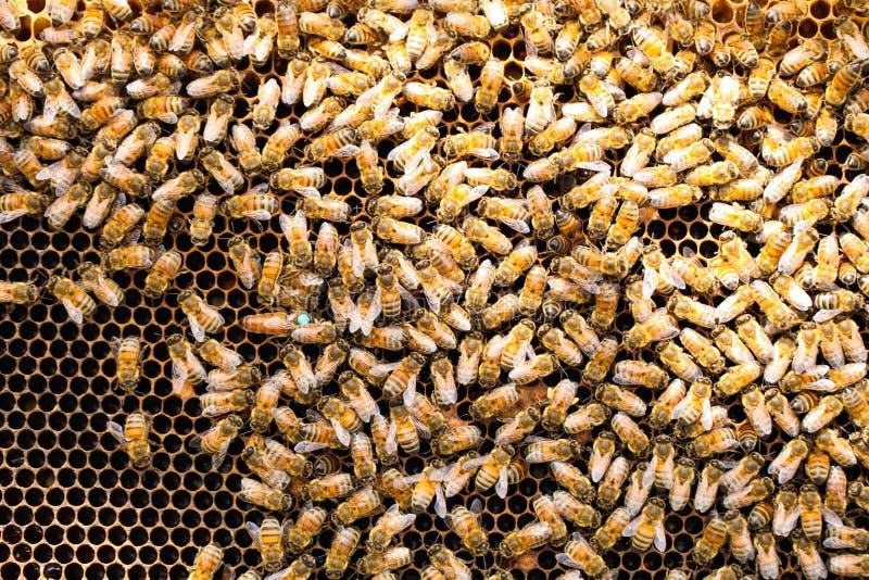 Pente de mel dourado com abelhas foto de stock