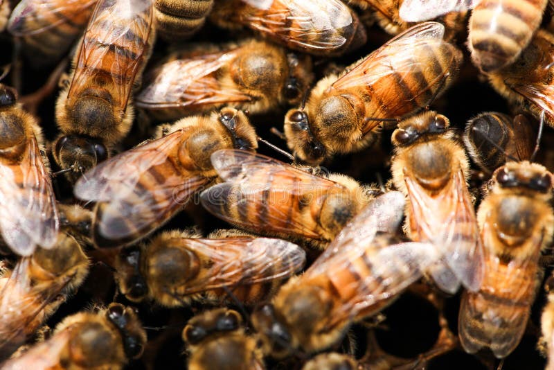 Pente de mel dourado com abelhas fotos de stock