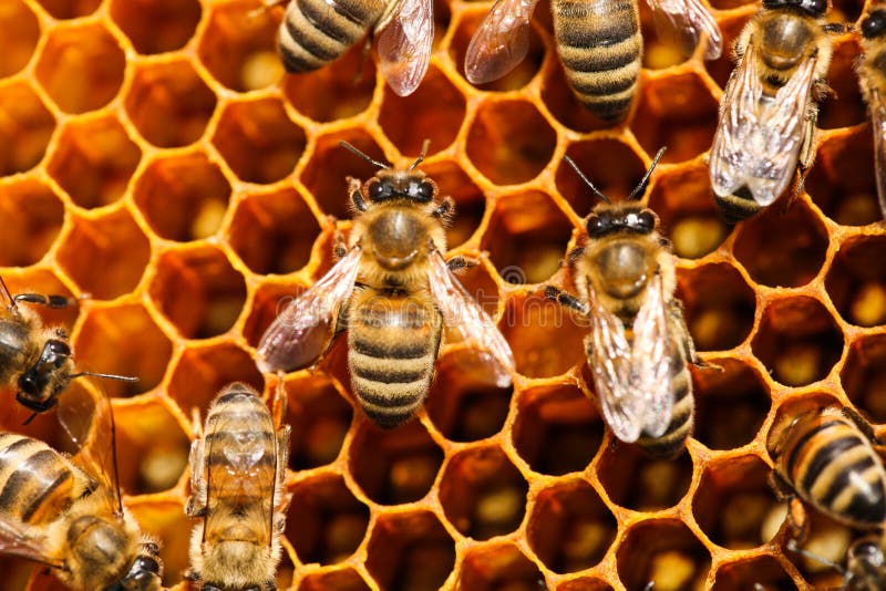 Pente de mel dourado com abelhas imagem de stock royalty free