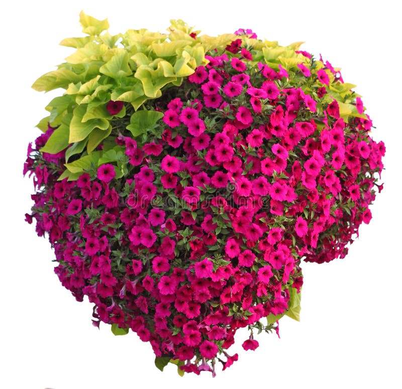 Pentunia Hanging Basket stock images Pentunia Hanging Basket stock images