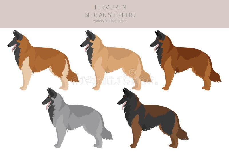 Belgian Tervuren clipart. Different poses, coat colors set.  Vector illustration. Belgian Tervuren clipart. Different poses, coat colors set.  Vector illustration