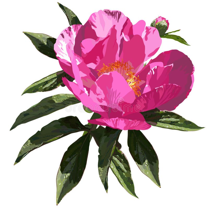 Peoni menchie ilustracji