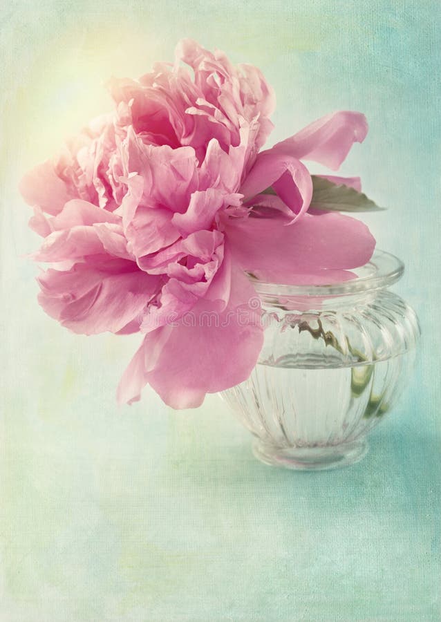 Peonia obraz royalty free Peonia obraz royalty free