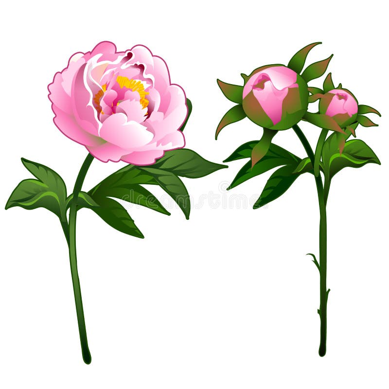 Peonia di fioritura e rosa di fioritura di rosa royalty illustrazione gratis Peonia di fioritura e rosa di fioritura di rosa royalty illustrazione gratis