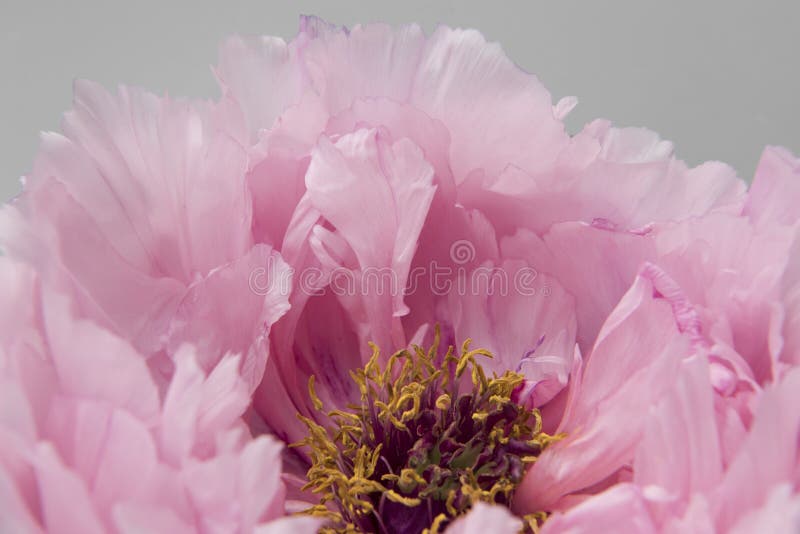 Peonia rosa immagini stock libere da diritti Peonia rosa immagini stock libere da diritti
