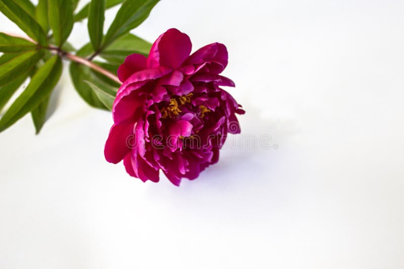 Peonia rossa con le foglie verdi fotografia stock Peonia rossa con le foglie verdi fotografia stock