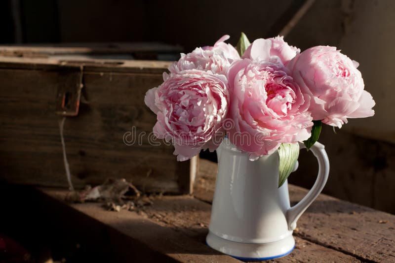 peonie zdjęcia royalty free peonie zdjęcia royalty free
