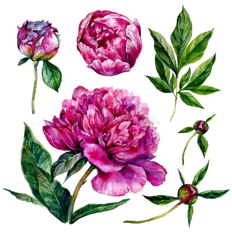 Peonie disegnate a mano dell'acquerello illustrazione di stock