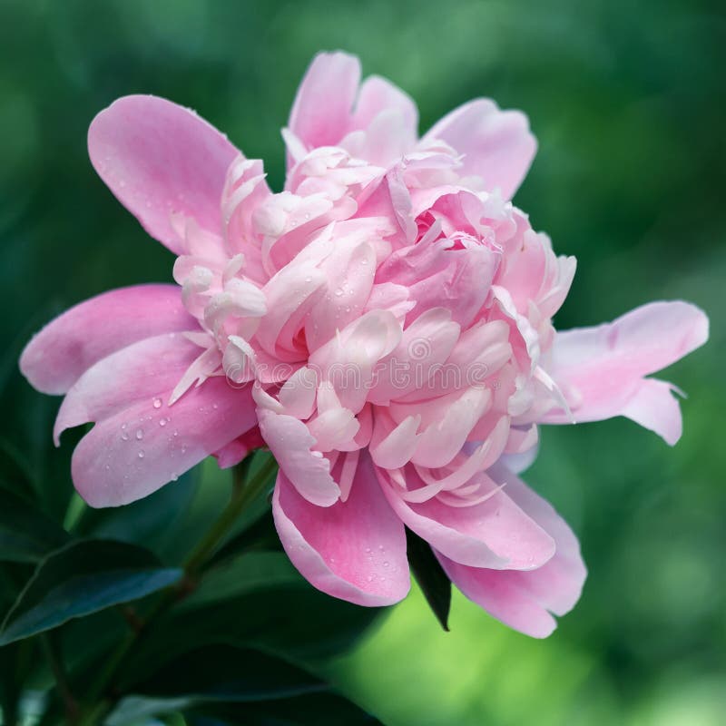 Peonie rosa delicate nel giardino fotografia stock libera da diritti Peonie rosa delicate nel giardino fotografia stock libera da diritti